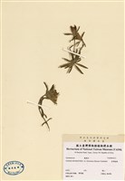 藏品(臺灣龍膽)的圖片